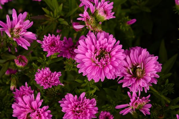 aster-henry