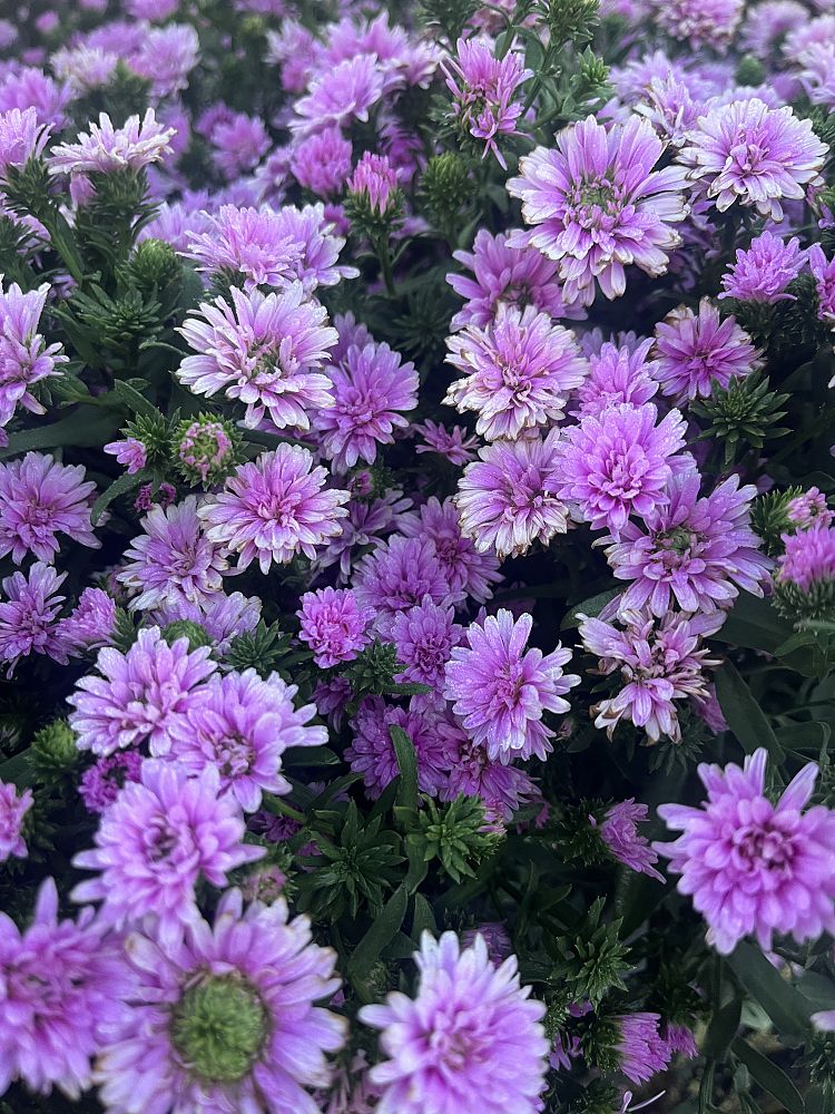 aster-henry