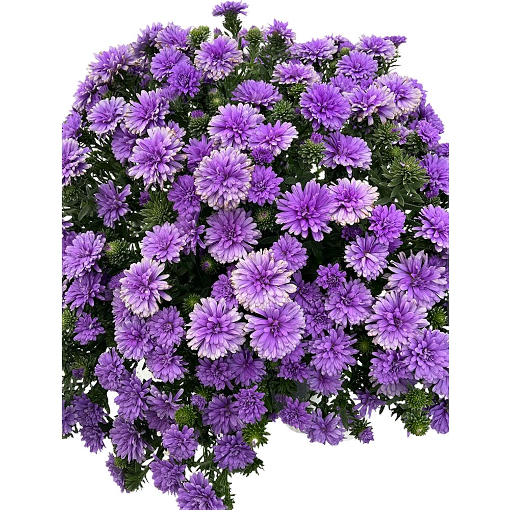 aster-henry