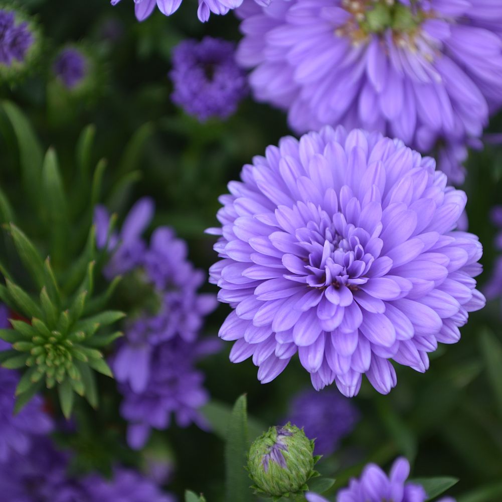 aster-henry