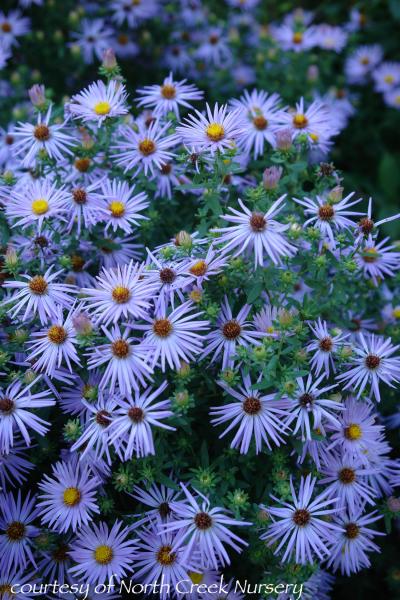 aster-laevis-blue-bird-smooth-aster