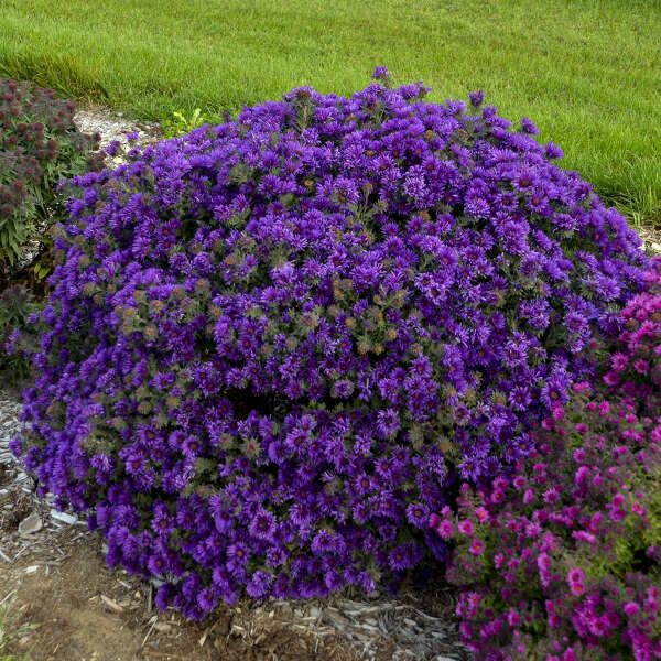 aster-novae-angliae-grape-crush-new-england-aster