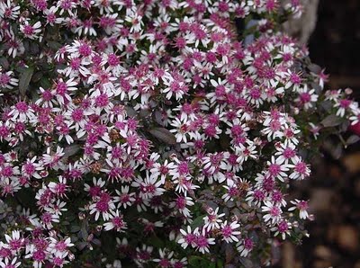 aster-novae-angliae-lady-in-black-new-england-aster