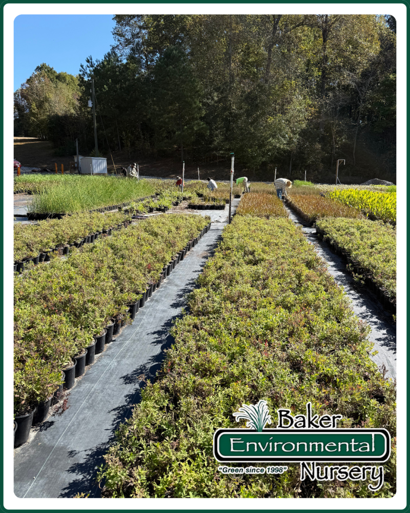 aster-novae-angliae-new-england-aster
