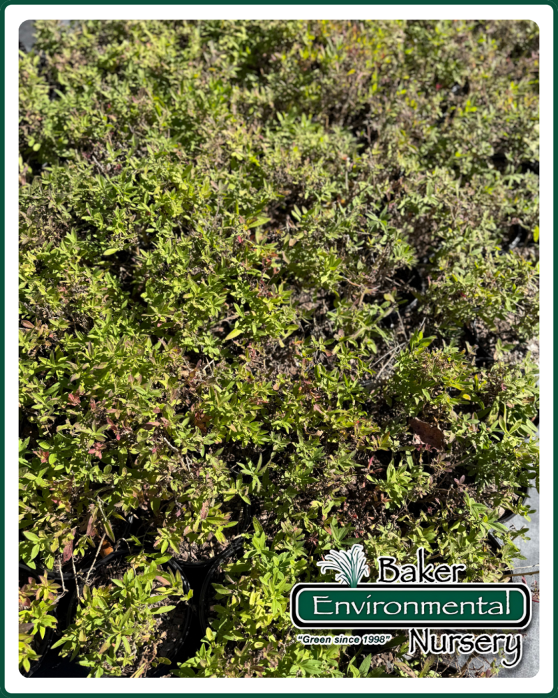 aster-novae-angliae-new-england-aster