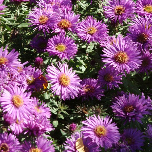 aster-novae-angliae-purple-dome-new-england-aster