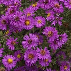 aster-novi-belgii-alert-new-york-aster