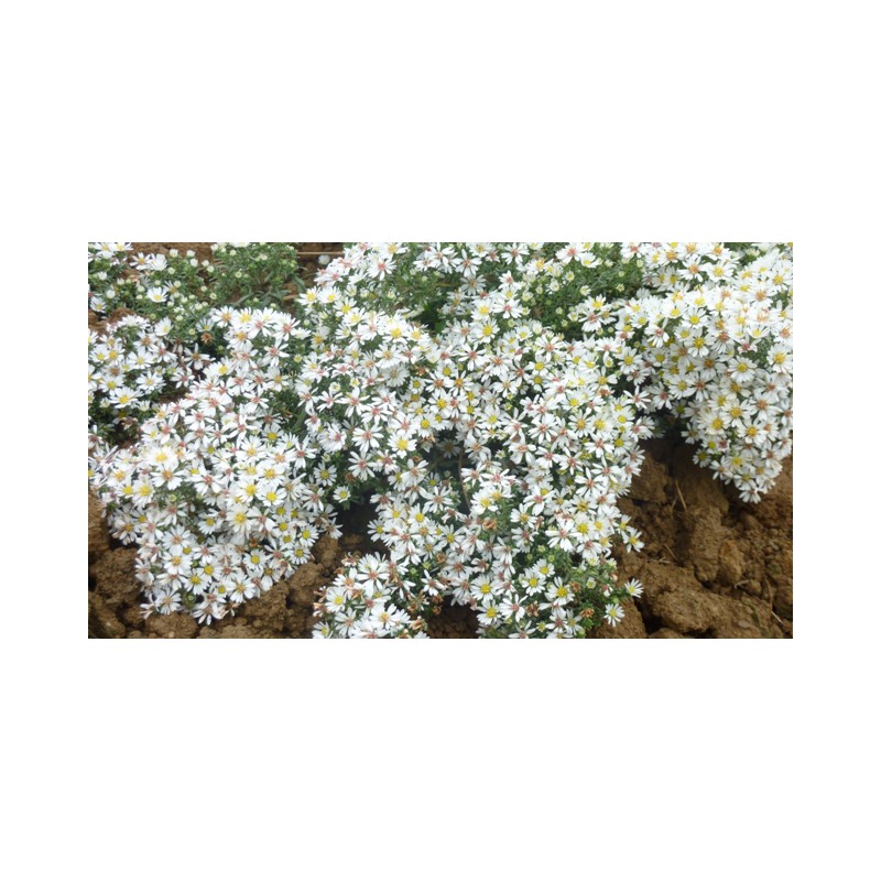 aster-novi-belgii-snow-flurry-new-york-aster