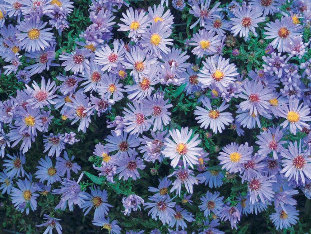 aster-novi-belgii-wood-s-light-blue-new-york-aster