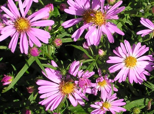 aster-novi-belgii-wood-s-pink-new-york-aster