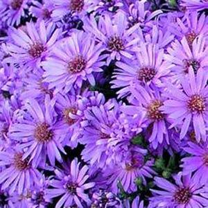 aster-novi-belgii-wood-s-purple-new-york-aster