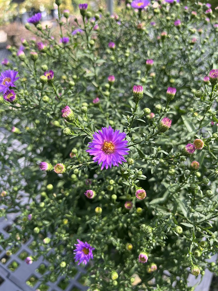 aster-novi-belgii-wood-s-purple-new-york-aster