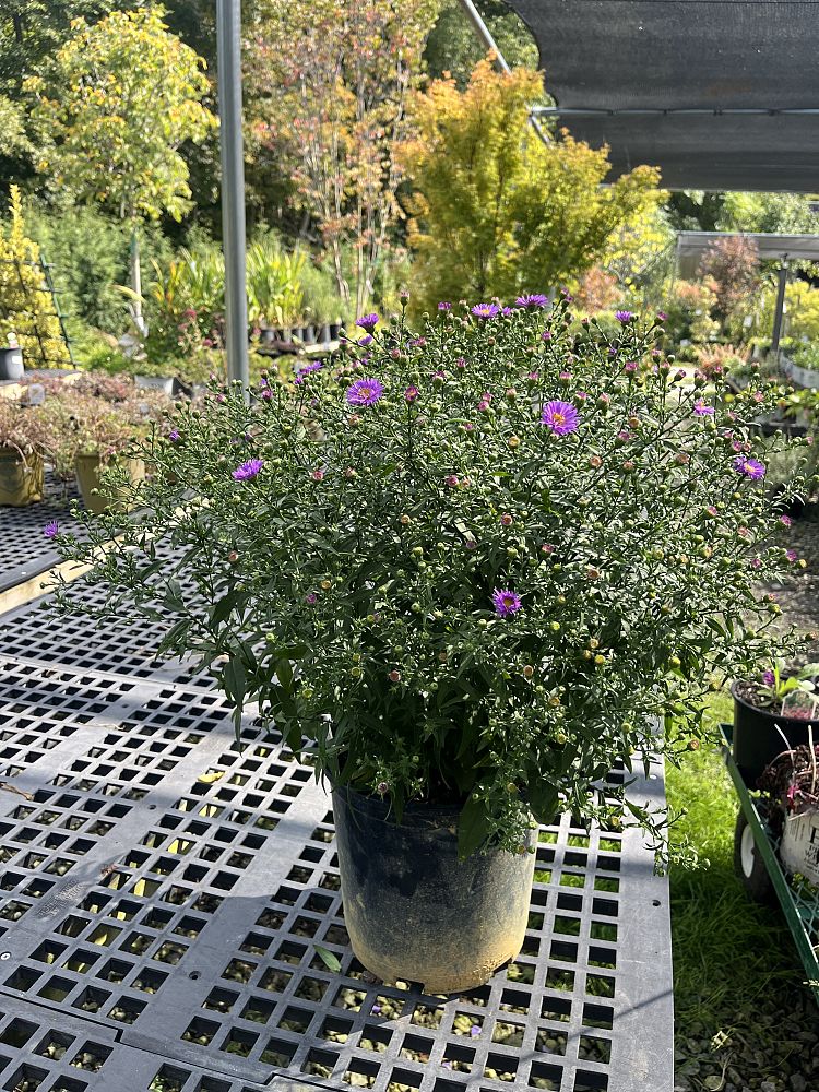 aster-novi-belgii-wood-s-purple-new-york-aster