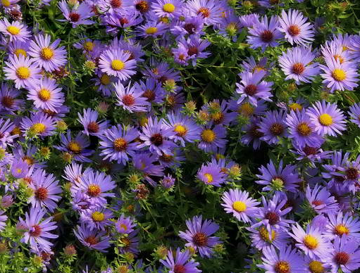 aster-oblongifolius-october-skies-aromatic-aster