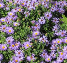 aster-oblongifolius-raydon-s-favorite-aromatic-aster