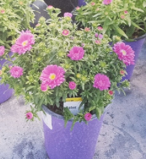 aster