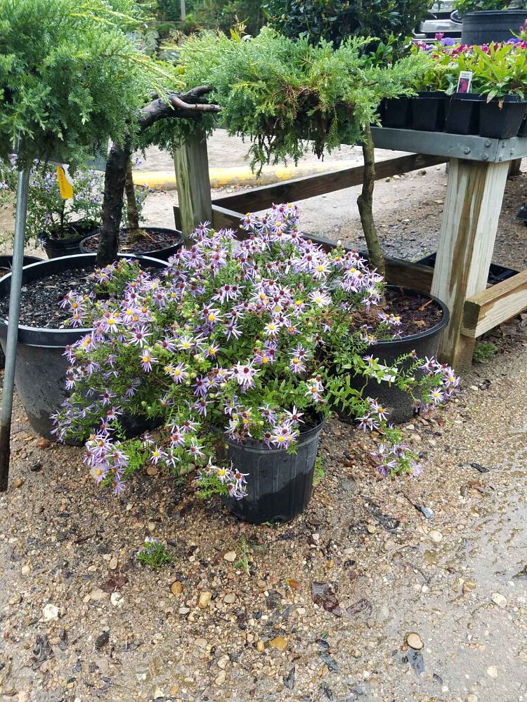 aster