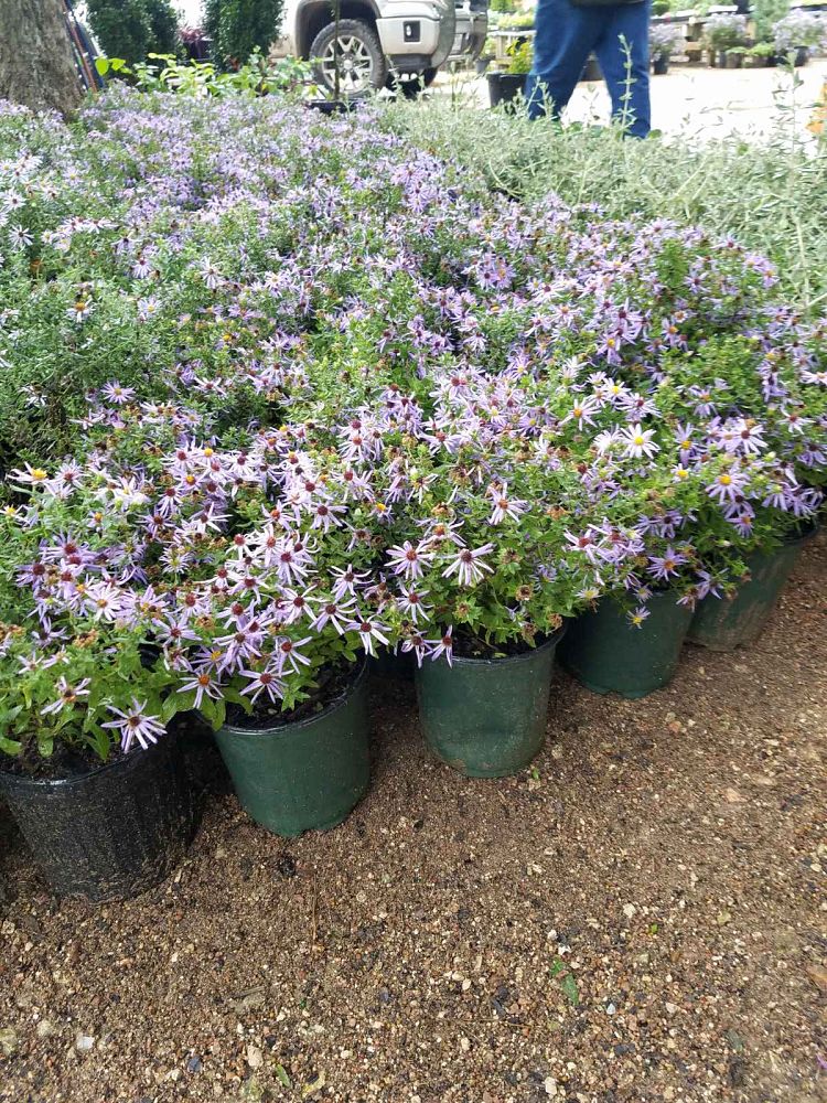 aster