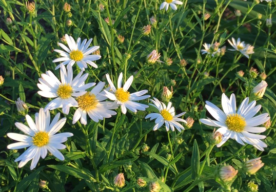 asteromoea-integrifolia-daisy-mae-kalimeris-integrifolia-japanese-aster