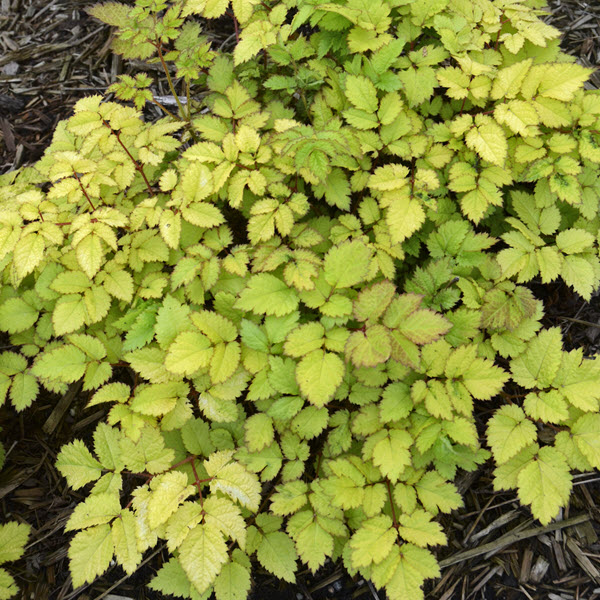 astilbe-chinensis-amber-moon-false-goat-s-beard-false-spirea-chinese-astilbe