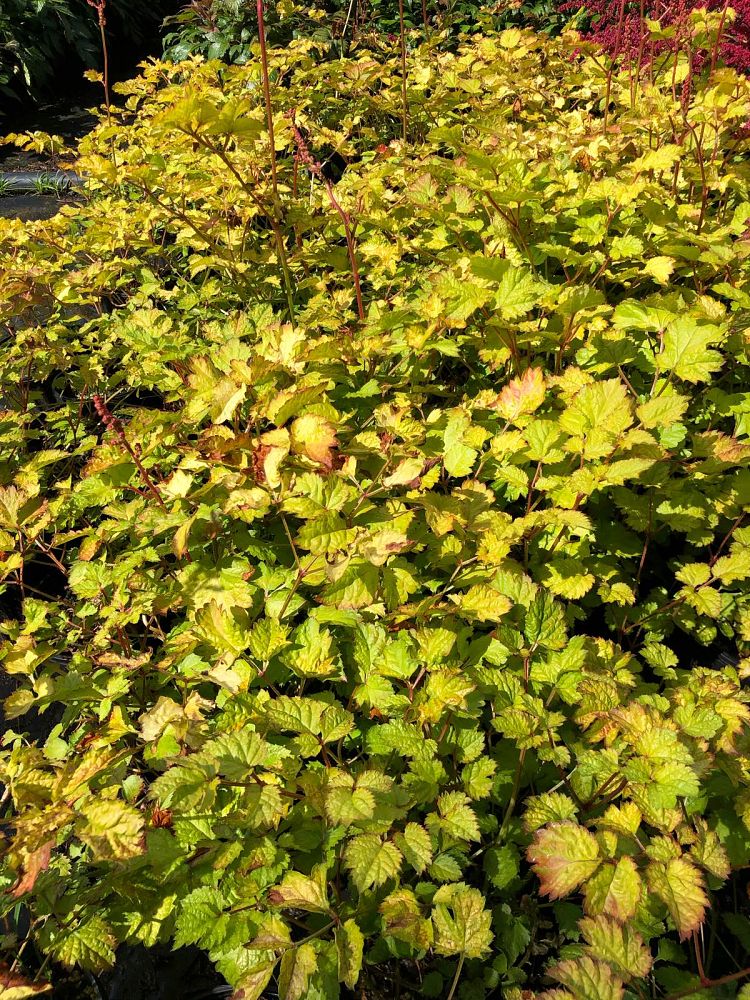 astilbe-chinensis-amber-moon-false-goat-s-beard-false-spirea-chinese-astilbe