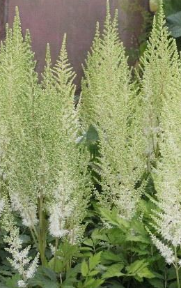 astilbe-chinensis-diamonds-and-pearls-false-goat-s-beard-false-spirea-chinese-astilbe