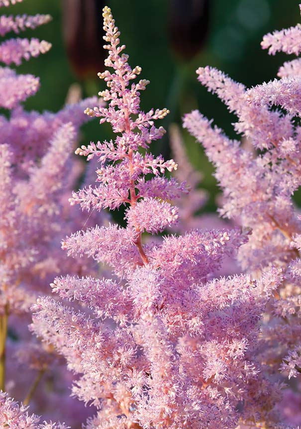 astilbe-chinensis-finale-chinese-false-spirea