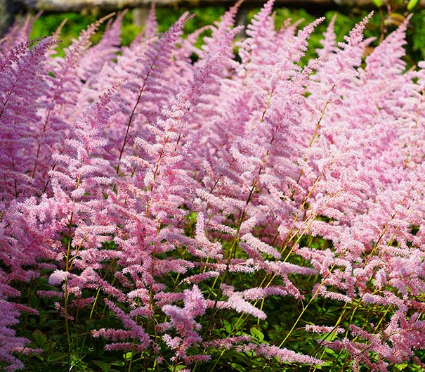 astilbe-chinensis-finale-chinese-false-spirea