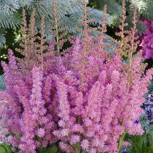 astilbe-chinensis-little-vision-in-pink-false-goat-s-beard-false-spirea-chinese-astilbe