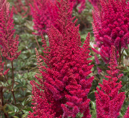astilbe-chinensis-lowlands-ruby-red-lowlands-ruby-red-false-spirea-chinese-astilbe