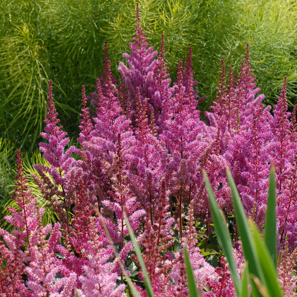 astilbe-chinensis-maggie-daley-false-goat-s-beard-false-spirea-chinese-astilbe