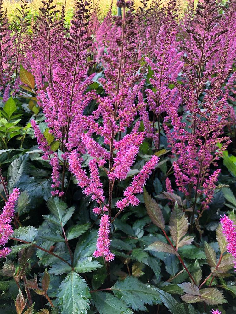 astilbe-chinensis-maggie-daley-false-goat-s-beard-false-spirea-chinese-astilbe