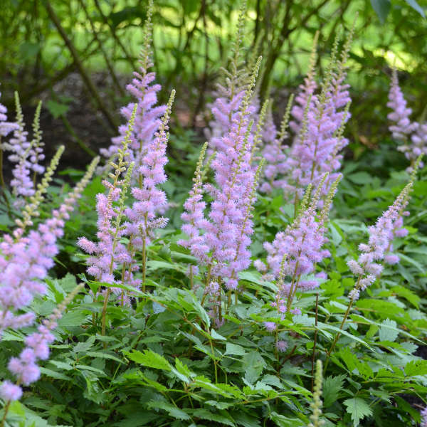 astilbe-chinensis-pumila-chinese-false-spirea