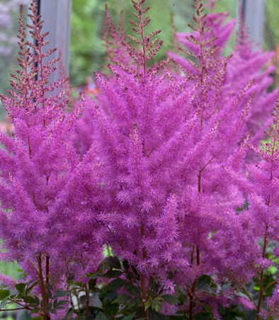 astilbe-chinensis-purple-lance-false-goat-s-beard-false-spirea-chinese-astilbe
