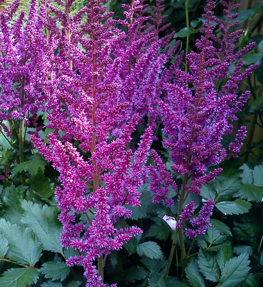 astilbe-chinensis-purple-rain-false-goat-s-beard-false-spirea-chinese-astilbe