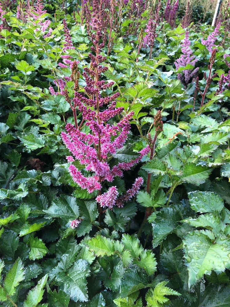 astilbe-chinensis-purple-rain-false-goat-s-beard-false-spirea-chinese-astilbe