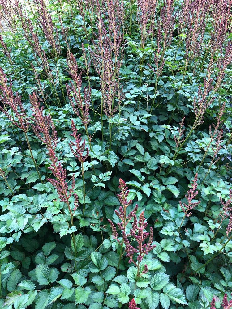 astilbe-chinensis-taquetii-purple-candles-chinese-false-spirea