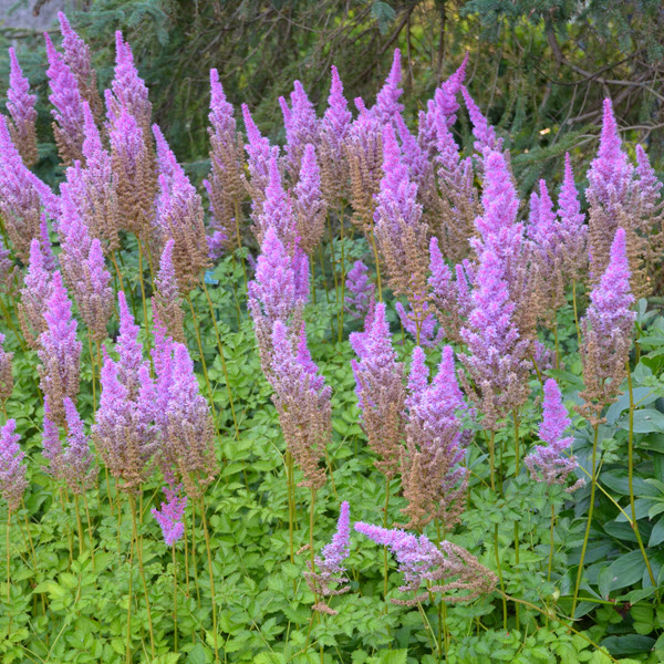 astilbe-chinensis-taquetii-purple-candles-chinese-false-spirea