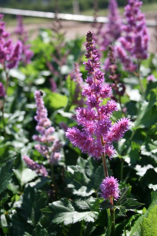 astilbe-chinensis-visions-false-goat-s-beard-false-spirea-chinese-astilbe