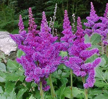 astilbe-chinensis-visions-false-goat-s-beard-false-spirea-chinese-astilbe