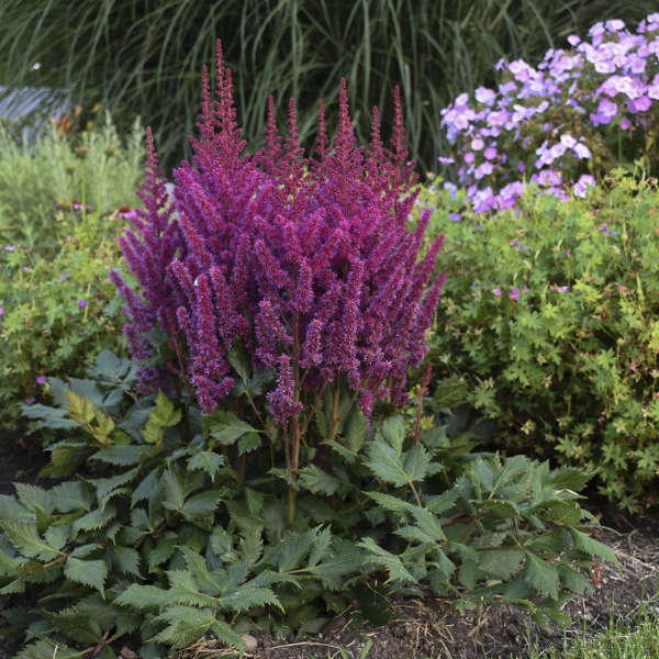 astilbe-chinensis-visions-false-goat-s-beard-false-spirea-chinese-astilbe