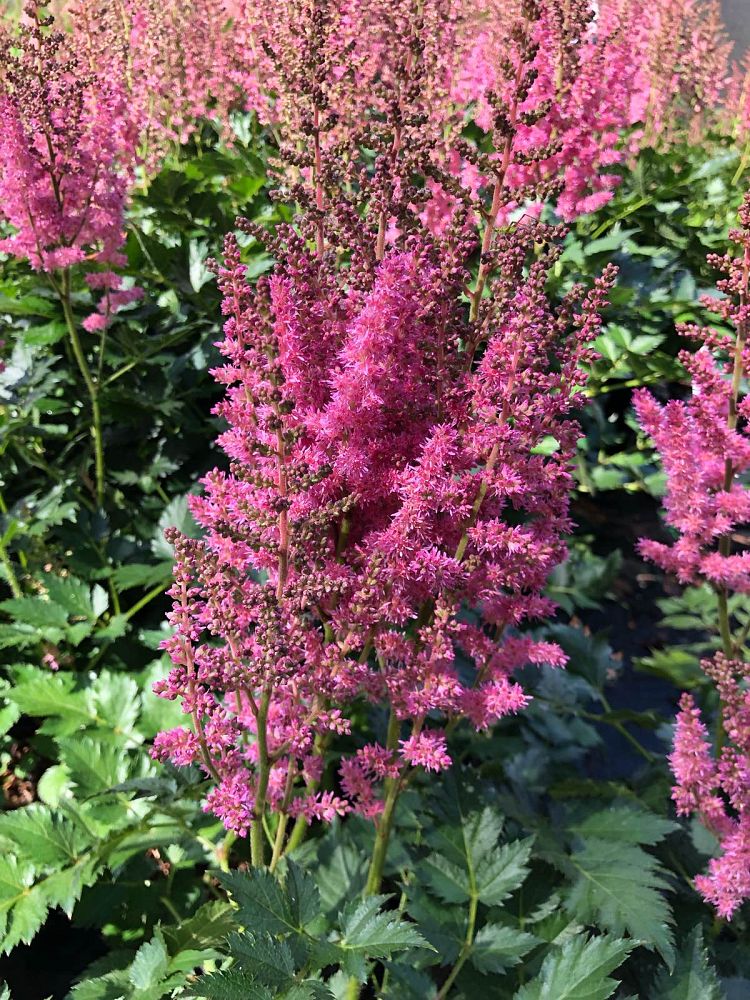 astilbe-chinensis-visions-in-pink-chinese-false-spirea