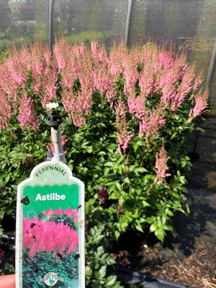 astilbe-chinensis-visions-in-pink-chinese-false-spirea