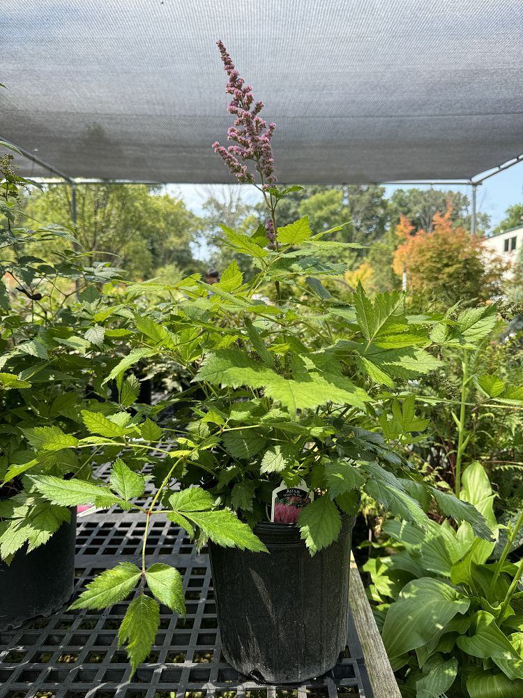 astilbe-chinensis-visions-in-pink-chinese-false-spirea