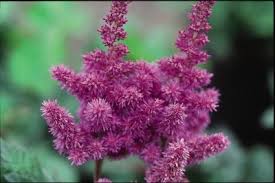 astilbe-chinensis-visions-in-raspberry-chinese-false-spirea