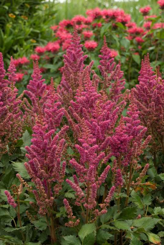 astilbe-chinensis-visions-in-red-chinese-false-spirea