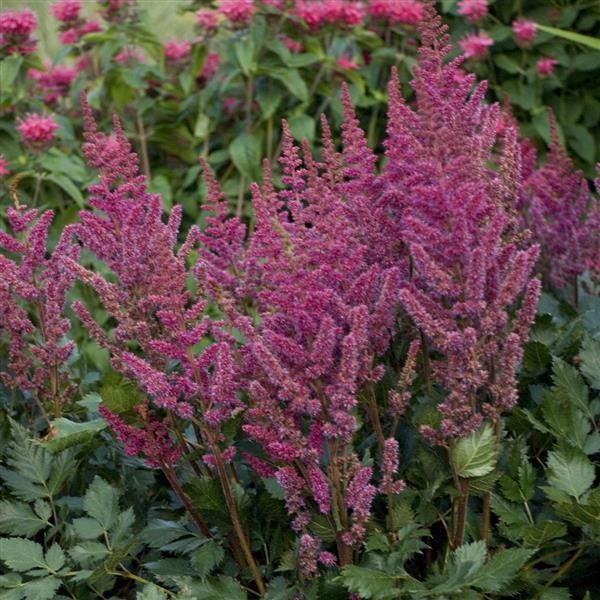 astilbe-chinensis-visions-in-red-chinese-false-spirea