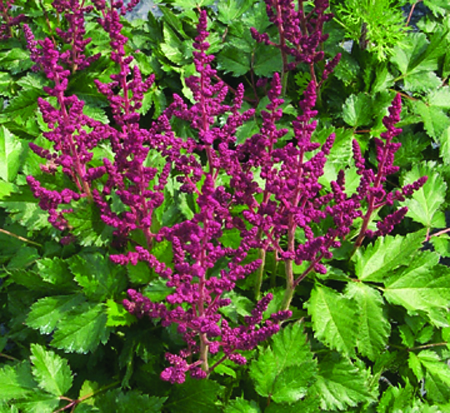astilbe-chinensis-visions-in-red-chinese-false-spirea