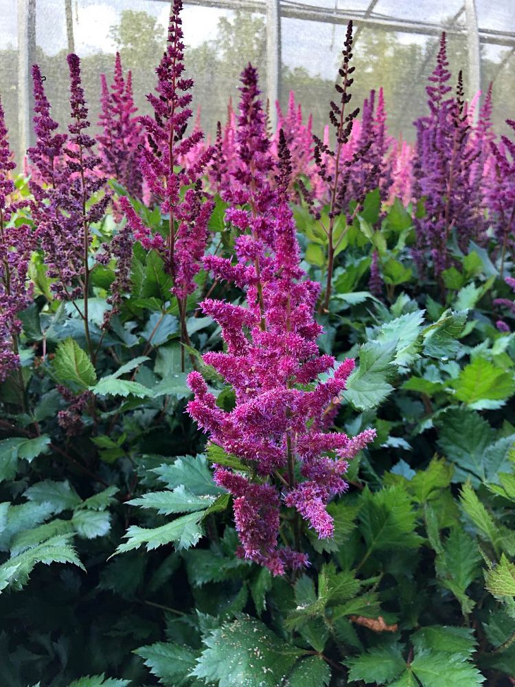 astilbe-chinensis-visions-in-red-chinese-false-spirea