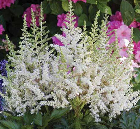 astilbe-chinensis-visions-in-white-chinese-false-spirea
